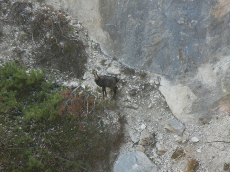 Rupicapra rupicapra.....dal Trentino Alto Adige